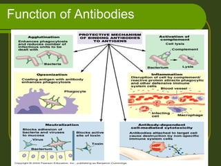 Function of Antibodies
 