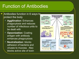 Function of Antibodies
 Antibodies function in 6 ways to
protect the body
 Aggltination: Enhances
phagocytosis and reduces
number of infectious units to
be dealt with
 Opsonization: Coating
antigen with antibody
enhances phagocytosis
 Neutralization: blocks
adhesion of bacteria and
viruses to mucosa. Also
blocks active site of toxin
 