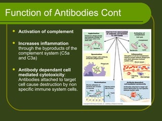 Function of Antibodies Cont
 Activation of complement
 Increases inflammation
through the byproducts of the
complement system (C5a
and C3a)
 Antibody dependant cell
mediated cytotoxicity:
Antibodies attached to target
cell cause destruction by non
specific immune system cells.
 