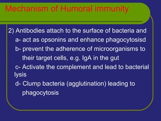 Mechanism of Humoral immunity
2) Antibodies attach to the surface of bacteria and
a- act as opsonins and enhance phagocytosisd
b- prevent the adherence of microorganisms to
their target cells, e.g. IgA in the gut
c- Activate the complement and lead to bacterial
lysis
d- Clump bacteria (agglutination) leading to
phagocytosis
 