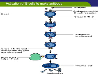 Activation of B cells to make antibody
 