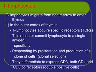 T-Lmphocytes
T- lmphocytes migrate from bon marrow to enter
thymus
1) In the outer cortex of thymus:
- T-lymphocytes acquire specific receptors (TCRs)
- This receptor commit lymphocyte to a single
antigen
specificity
- Responding by proliferation and production of a
clone of cells (clonal selection)
- They differentiate to express CD3, both CD4 and
CD8 co receptors (double positive cells)
 