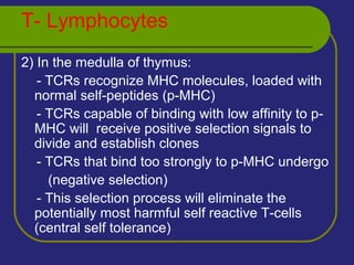 T- Lymphocytes
2) In the medulla of thymus:
- TCRs recognize MHC molecules, loaded with
normal self-peptides (p-MHC)
- TCRs capable of binding with low affinity to p-
MHC will receive positive selection signals to
divide and establish clones
- TCRs that bind too strongly to p-MHC undergo
(negative selection)
- This selection process will eliminate the
potentially most harmful self reactive T-cells
(central self tolerance)
 