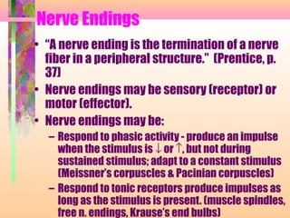 Nerve Endings
• “A nerve ending is the termination of a nerve
fiber in a peripheral structure.” (Prentice, p.
37)
• Nerve endings may be sensory (receptor) or
motor (effector).
• Nerve endings may be:
– Respond to phasic activity - produce an impulse
when the stimulus is ↓ or ↑, but not during
sustained stimulus; adapt to a constant stimulus
(Meissner’s corpuscles & Pacinian corpuscles)
– Respond to tonic receptors produce impulses as
long as the stimulus is present. (muscle spindles,
free n. endings, Krause’s end bulbs)
 