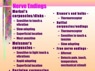 Nerve Endings
• Merkel’s
corpuscles/disks -
– Sensitive to touch &
vibration
– Slow adapting
– Superficial location
– Most sensitive
• Meissner’s
corpuscles –
– Sensitive to light touch &
vibrations
– Rapid adapting
– Superficial location
• Krause’s end bulbs –
– Thermoreceptor
• Ruffini
corpuscles/endings
– Thermoreceptor
– Sensitive to touch &
tension
– Slow adapting
• Free nerve endings -
– Afferent
– Detects pain, touch,
temperature,
mechanical stimuli
 