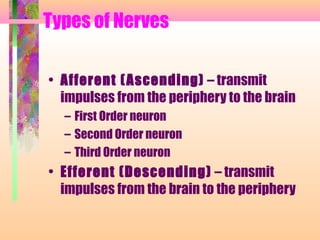 Types of Nerves
• Afferent (Ascending) – transmit
impulses from the periphery to the brain
– First Order neuron
– Second Order neuron
– Third Order neuron
• Efferent (Descending) – transmit
impulses from the brain to the periphery
 