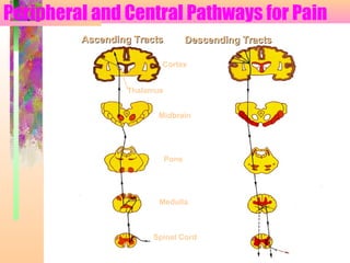 Peripheral and Central Pathways for Pain
Ascending TractsAscending Tracts Descending TractsDescending Tracts
Cortex
Midbrain
Medulla
Spinal Cord
Thalamus
Pons
 