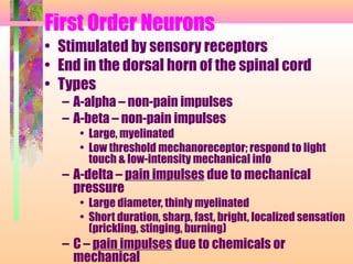 First Order Neurons
• Stimulated by sensory receptors
• End in the dorsal horn of the spinal cord
• Types
– A-alpha – non-pain impulses
– A-beta – non-pain impulses
• Large, myelinated
• Low threshold mechanoreceptor; respond to light
touch & low-intensity mechanical info
– A-delta – pain impulses due to mechanical
pressure
• Large diameter, thinly myelinated
• Short duration, sharp, fast, bright, localized sensation
(prickling, stinging, burning)
– C – pain impulses due to chemicals or
mechanical
 