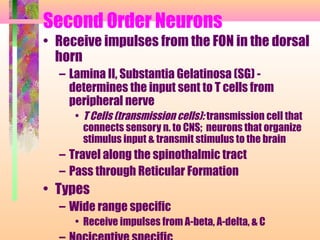 Second Order Neurons
• Receive impulses from the FON in the dorsal
horn
– Lamina II, Substantia Gelatinosa (SG) -
determines the input sent to T cells from
peripheral nerve
• T Cells (transmission cells): transmission cell that
connects sensory n. to CNS; neurons that organize
stimulus input & transmit stimulus to the brain
– Travel along the spinothalmic tract
– Pass through Reticular Formation
• Types
– Wide range specific
• Receive impulses from A-beta, A-delta, & C
 