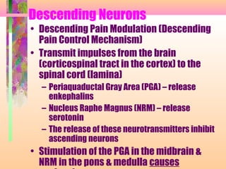 Descending Neurons
• Descending Pain Modulation (Descending
Pain Control Mechanism)
• Transmit impulses from the brain
(corticospinal tract in the cortex) to the
spinal cord (lamina)
– Periaquaductal Gray Area (PGA) – release
enkephalins
– Nucleus Raphe Magnus (NRM) – release
serotonin
– The release of these neurotransmitters inhibit
ascending neurons
• Stimulation of the PGA in the midbrain &
NRM in the pons & medulla causes
 