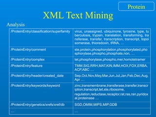 XML Text Mining
/ProteinEntry/classification/superfamily virus, unassigned, ubiquinone, tyrosine, type, tu
berculosis, trypsin, translation, transforming, tra
nsferase, transfer, transcription, transcript, topoi
somerase, thioredoxin, tRNA, …
/ProteinEntry/comment ste,protein,phosphorylation,phosphorylated,pho
sphorylase,phospho,phosphate,non, …
/ProteinEntry/complex tet,phosphorylase,phospho,mer,homotetramer
/ProteinEntry/feature TMM,SIG,RRH,MAT,KIN,IMM,HOX,FOX,ERBA,
ACP,ABC …
/ProteinEntry/header/created_date Sep,Oct,Nov,May,Mar,Jun,Jul,Jan,Feb,Dec,Aug,
Apr …
/ProteinEntry/keywords/keyword zinc,transmembrane,transferase,transfer,transcr
iption,transcript,tet,ste,ribosome,
regulation,reductase,receptor,rat,ras,ran,pyridox
al,proteinase …
/ProteinEntry/genetics/xrefs/xref/db SGD,OMIM,MIPS,MIP,GDB
… …
Analysis
Protein
 