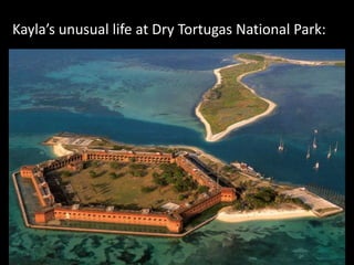 Kayla’s unusual life at Dry Tortugas National Park: 