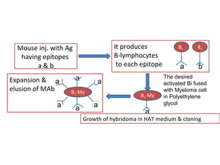 Mouse inj. with Ag
having epitopes
a & b
Expansion &
elusion of MAb
It produces
B-lymphocytes
to each epitope
B1 B2
a b
B1-My
a
B1-My
a
a a a
a a
The desired
activated Bi fused
with Myeloma cell
in Polyethylene
glycol
Growth of hybridoma in HAT medium & cloning
 