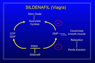 SILDENAFIL (Viagra) PDE5 GTP GDP Nitric Oxide Sildenafil Guanylate Cyclase Cavernosal smooth muscle Relaxation Penile Erection GMP + - 