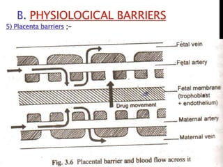 drug-distribution.pptx