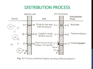 drug-distribution.pptx