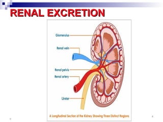 Drug-Excretion.easy explained pharmacology.ppt
