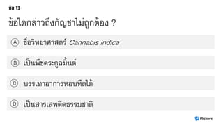 ข้อใดกล่าวถึงกัญชาไม่ถูกต้อง ?
ชื่อวิทยาศาสตร์ Cannabis indicaA
B
C
D
เป็นพืชตระกูลมิ้นต์
บรรเทาอาการหอบหืดได้
เป็นสารเสพติดธรรมชาติ
 