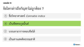 ข้อใดกล่าวถึงกัญชาไม่ถูกต้อง ?
ชื่อวิทยาศาสตร์ Cannabis indicaA
B
C
D
เป็นพืชตระกูลมิ้นต์
บรรเทาอาการหอบหืดได้
เป็นสารเสพติดธรรมชาติ
 