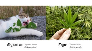 Nepeta curviflora
เป็นพืชตระกูลมิ้นต์
Cannabis indica
เป็นพืชจาพวกหญ้า
 