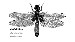 เป็นอวัยวะกาจัด
ของเสียในแมลง
 