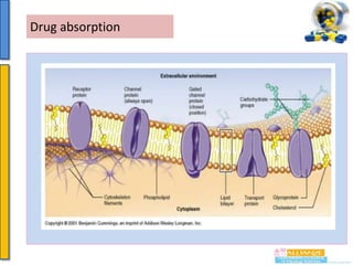 Drug absorption

 
