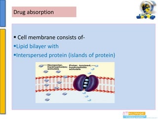 Drug absorption

 Cell membrane consists ofLipid bilayer with
Interspersed protein (islands of protein)

 