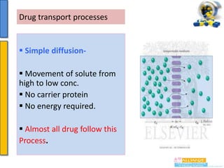 Drug transport processes

 Simple diffusion Movement of solute from
high to low conc.
 No carrier protein
 No energy required.
 Almost all drug follow this
Process.

 