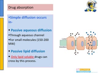 Drug absorption
Simple diffusion occurs
in Passive aqueous diffusion
Through aqueous channel
For small molecules (150-200
MW)

 Passive lipid diffusion
 Only lipid soluble drugs can
cross by this process.

 