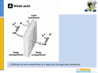 A. Diffusion of

non-ionized form of a weak acid through lipid membrane

 