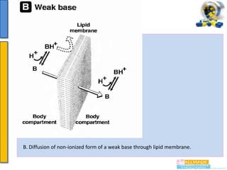 Continue……….

B. Diffusion of non-ionized form of a weak base through lipid membrane.

 