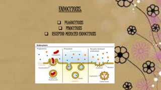 ENDOCYTOSIS:
 PHAGOCYTOSIS
 PINOCYTOSIS
 RECEPTOR-MEDIATED ENDOCYTOSIS
 