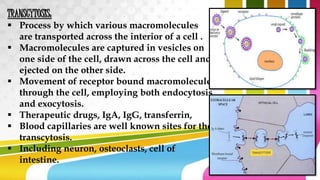 TRANSCYTOSIS:
 Process by which various macromolecules
are transported across the interior of a cell .
 Macromolecules are captured in vesicles on
one side of the cell, drawn across the cell and
ejected on the other side.
 Movement of receptor bound macromolecule
through the cell, employing both endocytosis
and exocytosis.
 Therapeutic drugs, IgA, IgG, transferrin,
 Blood capillaries are well known sites for the
transcytosis.
 Including neuron, osteoclasts, cell of
intestine.
 