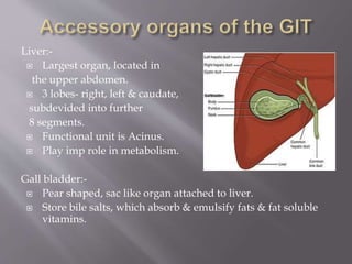 Liver:-
 Largest organ, located in
the upper abdomen.
 3 lobes- right, left & caudate,
subdevided into further
8 segments.
 Functional unit is Acinus.
 Play imp role in metabolism.
Gall bladder:-
 Pear shaped, sac like organ attached to liver.
 Store bile salts, which absorb & emulsify fats & fat soluble
vitamins.
 