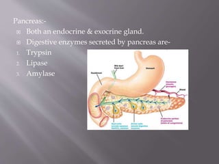 Pancreas:-
 Both an endocrine & exocrine gland.
 Digestive enzymes secreted by pancreas are-
1. Trypsin
2. Lipase
3. Amylase
 