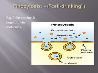 E.g. Polio vaccine &
large protein
molecules
 