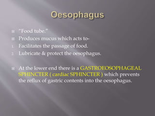  “Food tube.”
 Produces mucus which acts to-
1. Facilitates the passage of food.
2. Lubricate & protect the oesophagus.
 At the lower end there is a GASTROEOSOPHAGEAL
SPHINCTER ( cardiac SPHINCTER ) which prevents
the reflux of gastric contents into the oesophagus.
 