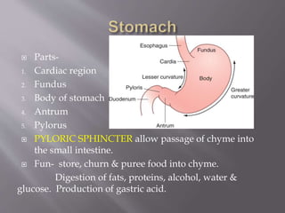  Parts-
1. Cardiac region
2. Fundus
3. Body of stomach
4. Antrum
5. Pylorus
 PYLORIC SPHINCTER allow passage of chyme into
the small intestine.
 Fun- store, churn & puree food into chyme.
Digestion of fats, proteins, alcohol, water &
glucose. Production of gastric acid.
 