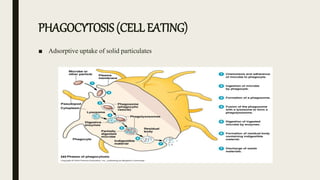 PHAGOCYTOSIS (CELL EATING)
■ Adsorptive uptake of solid particulates
 