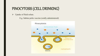 PINOCYTOSIS (CELL DRINKING)
 Uptake of fluid solute.
E.g. Sabine polio vaccine (orally administered)
 