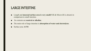 LARGE INTESTINE
■ Length and mucosal surface area is very small(Villi & Microvilli is absent) in
comparison to small intestine.
■ Its contents are neutral or alkaline.
■ The main role of large intestine is absorption of water and electrolytes.
■ Surface area :4-5 ft
 