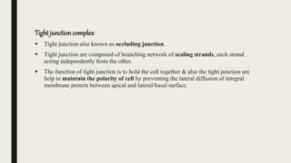 Tight junctioncomplex
 Tight junction also known as occluding junction.
 Tight junction are composed of branching network of sealing strands, each strand
acting independently from the other.
 The function of tight junction is to hold the cell together & also the tight junction are
help to maintain the polarity of cell by preventing the lateral diffusion of integral
membrane protein between apical and lateral/basal surface.
 