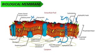 BIOLOGICAL MEMBRANE
 