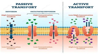 ABSORPTION ACIDIC AND BASIC DRUG IN GIT
Weakly acidic drugs
Unionised form
Better absorbtion
from stomach
(Aspirin) Weakly...