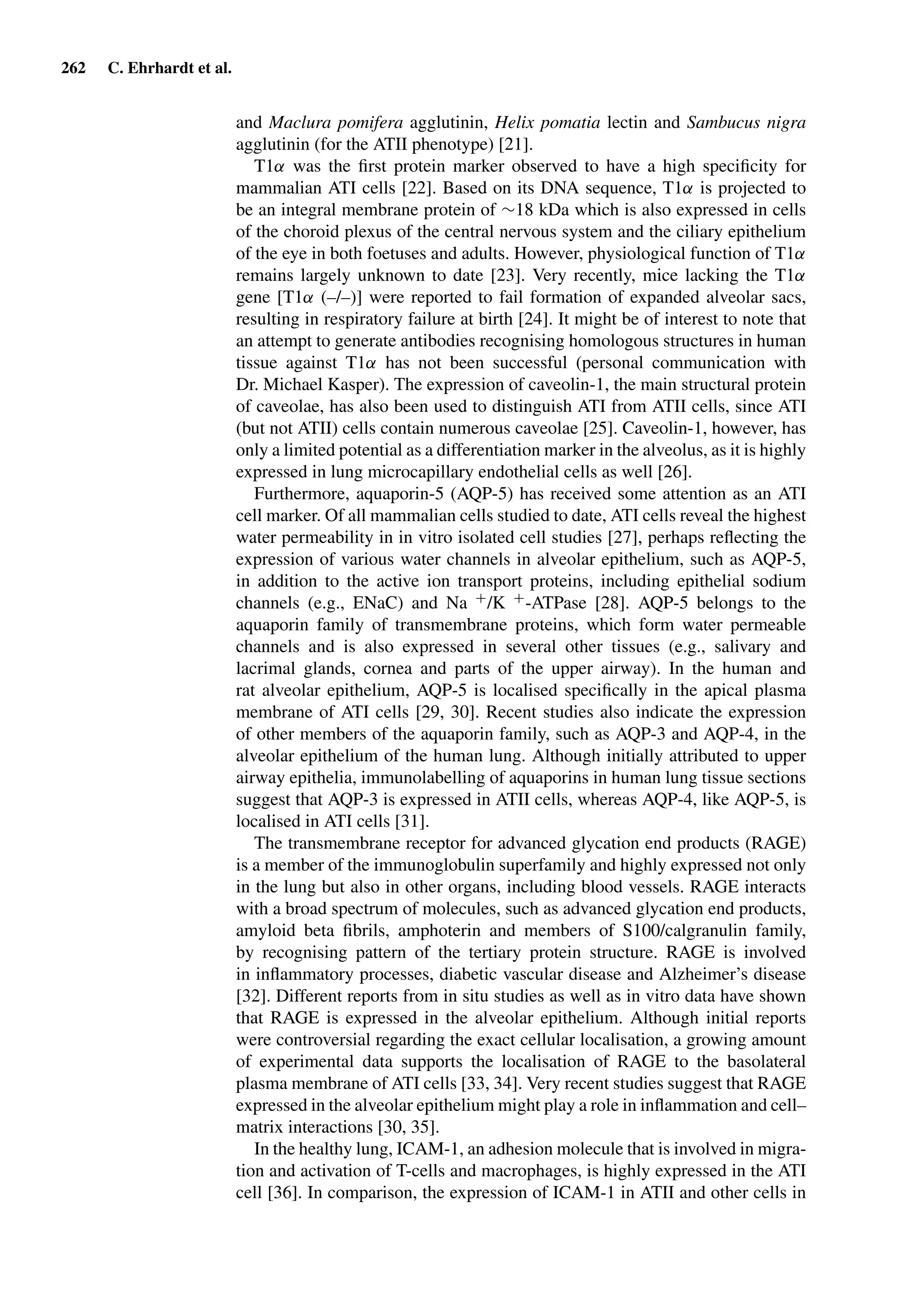 262 C. Ehrhardt et al.
and Maclura pomifera agglutinin, Helix pomatia lectin and Sambucus nigra
agglutinin (for the ATII phenotype) [21].
T1α was the ﬁrst protein marker observed to have a high speciﬁcity for
mammalian ATI cells [22]. Based on its DNA sequence, T1α is projected to
be an integral membrane protein of ∼18 kDa which is also expressed in cells
of the choroid plexus of the central nervous system and the ciliary epithelium
of the eye in both foetuses and adults. However, physiological function of T1α
remains largely unknown to date [23]. Very recently, mice lacking the T1α
gene [T1α (–/–)] were reported to fail formation of expanded alveolar sacs,
resulting in respiratory failure at birth [24]. It might be of interest to note that
an attempt to generate antibodies recognising homologous structures in human
tissue against T1α has not been successful (personal communication with
Dr. Michael Kasper). The expression of caveolin-1, the main structural protein
of caveolae, has also been used to distinguish ATI from ATII cells, since ATI
(but not ATII) cells contain numerous caveolae [25]. Caveolin-1, however, has
only a limited potential as a differentiation marker in the alveolus, as it is highly
expressed in lung microcapillary endothelial cells as well [26].
Furthermore, aquaporin-5 (AQP-5) has received some attention as an ATI
cell marker. Of all mammalian cells studied to date, ATI cells reveal the highest
water permeability in in vitro isolated cell studies [27], perhaps reﬂecting the
expression of various water channels in alveolar epithelium, such as AQP-5,
in addition to the active ion transport proteins, including epithelial sodium
channels (e.g., ENaC) and Na +/K +-ATPase [28]. AQP-5 belongs to the
aquaporin family of transmembrane proteins, which form water permeable
channels and is also expressed in several other tissues (e.g., salivary and
lacrimal glands, cornea and parts of the upper airway). In the human and
rat alveolar epithelium, AQP-5 is localised speciﬁcally in the apical plasma
membrane of ATI cells [29, 30]. Recent studies also indicate the expression
of other members of the aquaporin family, such as AQP-3 and AQP-4, in the
alveolar epithelium of the human lung. Although initially attributed to upper
airway epithelia, immunolabelling of aquaporins in human lung tissue sections
suggest that AQP-3 is expressed in ATII cells, whereas AQP-4, like AQP-5, is
localised in ATI cells [31].
The transmembrane receptor for advanced glycation end products (RAGE)
is a member of the immunoglobulin superfamily and highly expressed not only
in the lung but also in other organs, including blood vessels. RAGE interacts
with a broad spectrum of molecules, such as advanced glycation end products,
amyloid beta ﬁbrils, amphoterin and members of S100/calgranulin family,
by recognising pattern of the tertiary protein structure. RAGE is involved
in inﬂammatory processes, diabetic vascular disease and Alzheimer’s disease
[32]. Different reports from in situ studies as well as in vitro data have shown
that RAGE is expressed in the alveolar epithelium. Although initial reports
were controversial regarding the exact cellular localisation, a growing amount
of experimental data supports the localisation of RAGE to the basolateral
plasma membrane of ATI cells [33, 34]. Very recent studies suggest that RAGE
expressed in the alveolar epithelium might play a role in inﬂammation and cell–
matrix interactions [30, 35].
In the healthy lung, ICAM-1, an adhesion molecule that is involved in migra-
tion and activation of T-cells and macrophages, is highly expressed in the ATI
cell [36]. In comparison, the expression of ICAM-1 in ATII and other cells in
 