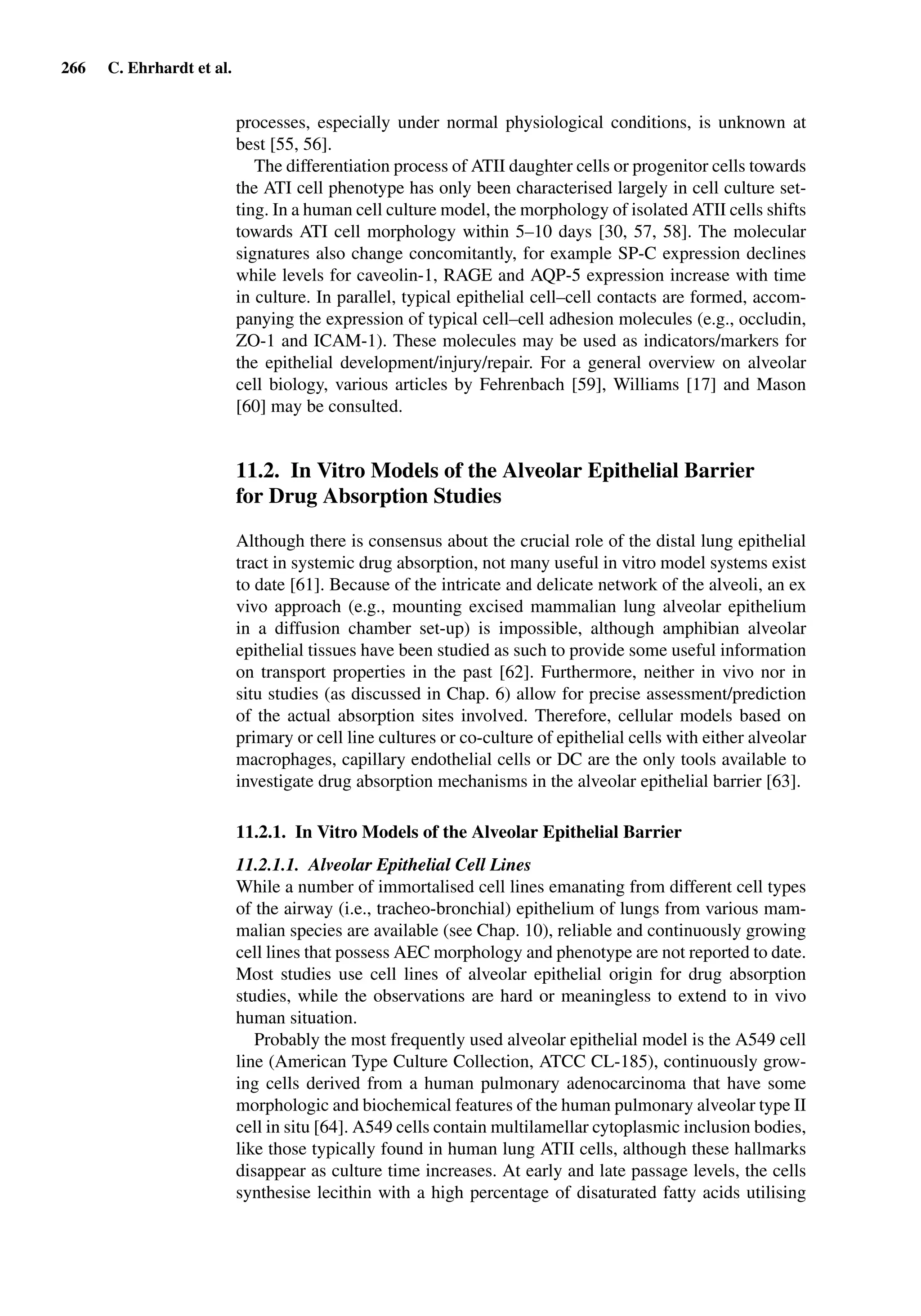266 C. Ehrhardt et al.
processes, especially under normal physiological conditions, is unknown at
best [55, 56].
The differentiation process of ATII daughter cells or progenitor cells towards
the ATI cell phenotype has only been characterised largely in cell culture set-
ting. In a human cell culture model, the morphology of isolated ATII cells shifts
towards ATI cell morphology within 5–10 days [30, 57, 58]. The molecular
signatures also change concomitantly, for example SP-C expression declines
while levels for caveolin-1, RAGE and AQP-5 expression increase with time
in culture. In parallel, typical epithelial cell–cell contacts are formed, accom-
panying the expression of typical cell–cell adhesion molecules (e.g., occludin,
ZO-1 and ICAM-1). These molecules may be used as indicators/markers for
the epithelial development/injury/repair. For a general overview on alveolar
cell biology, various articles by Fehrenbach [59], Williams [17] and Mason
[60] may be consulted.
11.2. In Vitro Models of the Alveolar Epithelial Barrier
for Drug Absorption Studies
Although there is consensus about the crucial role of the distal lung epithelial
tract in systemic drug absorption, not many useful in vitro model systems exist
to date [61]. Because of the intricate and delicate network of the alveoli, an ex
vivo approach (e.g., mounting excised mammalian lung alveolar epithelium
in a diffusion chamber set-up) is impossible, although amphibian alveolar
epithelial tissues have been studied as such to provide some useful information
on transport properties in the past [62]. Furthermore, neither in vivo nor in
situ studies (as discussed in Chap. 6) allow for precise assessment/prediction
of the actual absorption sites involved. Therefore, cellular models based on
primary or cell line cultures or co-culture of epithelial cells with either alveolar
macrophages, capillary endothelial cells or DC are the only tools available to
investigate drug absorption mechanisms in the alveolar epithelial barrier [63].
11.2.1. In Vitro Models of the Alveolar Epithelial Barrier
11.2.1.1. Alveolar Epithelial Cell Lines
While a number of immortalised cell lines emanating from different cell types
of the airway (i.e., tracheo-bronchial) epithelium of lungs from various mam-
malian species are available (see Chap. 10), reliable and continuously growing
cell lines that possess AEC morphology and phenotype are not reported to date.
Most studies use cell lines of alveolar epithelial origin for drug absorption
studies, while the observations are hard or meaningless to extend to in vivo
human situation.
Probably the most frequently used alveolar epithelial model is the A549 cell
line (American Type Culture Collection, ATCC CL-185), continuously grow-
ing cells derived from a human pulmonary adenocarcinoma that have some
morphologic and biochemical features of the human pulmonary alveolar type II
cell in situ [64]. A549 cells contain multilamellar cytoplasmic inclusion bodies,
like those typically found in human lung ATII cells, although these hallmarks
disappear as culture time increases. At early and late passage levels, the cells
synthesise lecithin with a high percentage of disaturated fatty acids utilising
 
