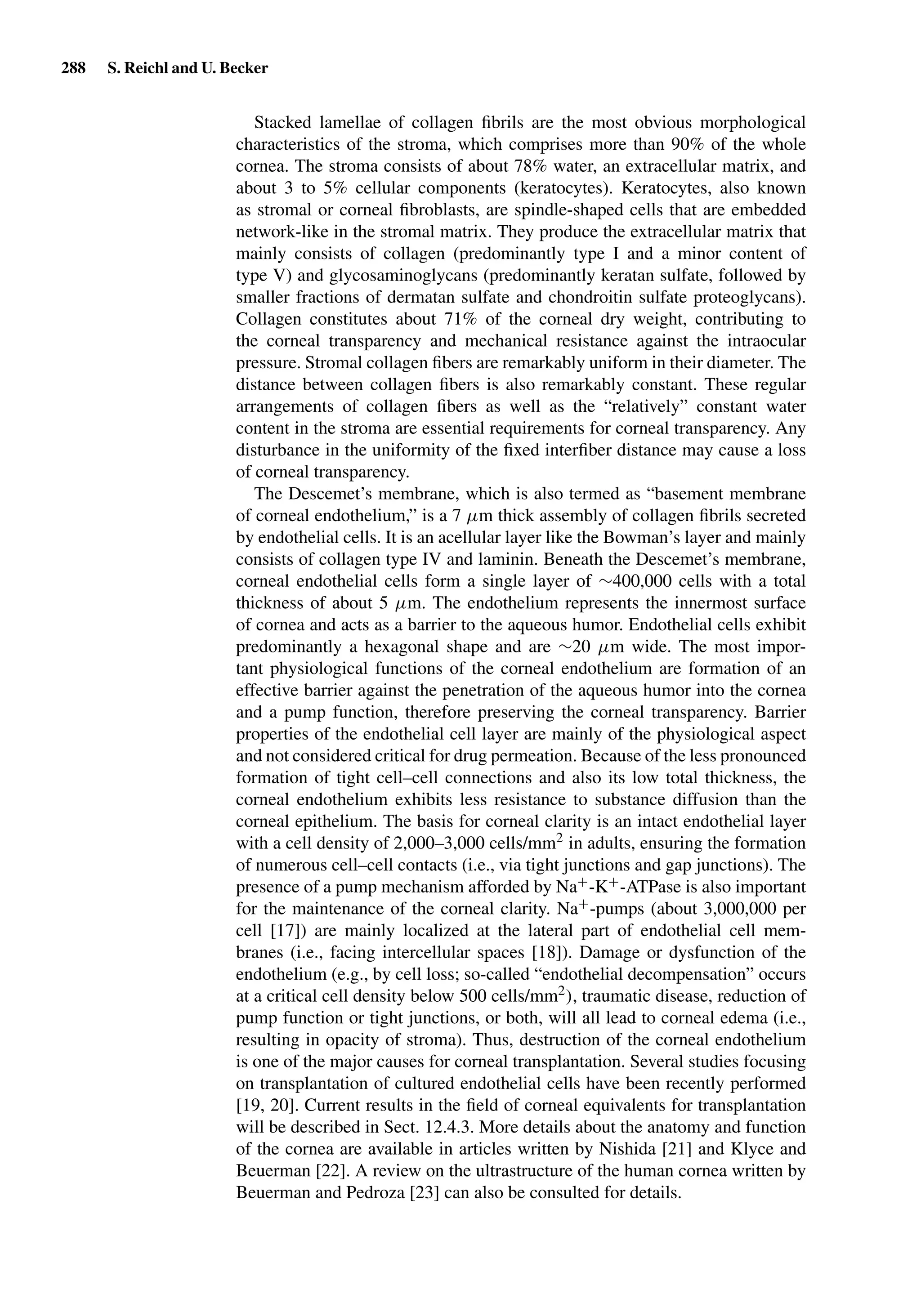 288 S. Reichl and U. Becker
Stacked lamellae of collagen ﬁbrils are the most obvious morphological
characteristics of the stroma, which comprises more than 90% of the whole
cornea. The stroma consists of about 78% water, an extracellular matrix, and
about 3 to 5% cellular components (keratocytes). Keratocytes, also known
as stromal or corneal ﬁbroblasts, are spindle-shaped cells that are embedded
network-like in the stromal matrix. They produce the extracellular matrix that
mainly consists of collagen (predominantly type I and a minor content of
type V) and glycosaminoglycans (predominantly keratan sulfate, followed by
smaller fractions of dermatan sulfate and chondroitin sulfate proteoglycans).
Collagen constitutes about 71% of the corneal dry weight, contributing to
the corneal transparency and mechanical resistance against the intraocular
pressure. Stromal collagen ﬁbers are remarkably uniform in their diameter. The
distance between collagen ﬁbers is also remarkably constant. These regular
arrangements of collagen ﬁbers as well as the “relatively” constant water
content in the stroma are essential requirements for corneal transparency. Any
disturbance in the uniformity of the ﬁxed interﬁber distance may cause a loss
of corneal transparency.
The Descemet’s membrane, which is also termed as “basement membrane
of corneal endothelium,” is a 7 µm thick assembly of collagen ﬁbrils secreted
by endothelial cells. It is an acellular layer like the Bowman’s layer and mainly
consists of collagen type IV and laminin. Beneath the Descemet’s membrane,
corneal endothelial cells form a single layer of ∼400,000 cells with a total
thickness of about 5 µm. The endothelium represents the innermost surface
of cornea and acts as a barrier to the aqueous humor. Endothelial cells exhibit
predominantly a hexagonal shape and are ∼20 µm wide. The most impor-
tant physiological functions of the corneal endothelium are formation of an
effective barrier against the penetration of the aqueous humor into the cornea
and a pump function, therefore preserving the corneal transparency. Barrier
properties of the endothelial cell layer are mainly of the physiological aspect
and not considered critical for drug permeation. Because of the less pronounced
formation of tight cell–cell connections and also its low total thickness, the
corneal endothelium exhibits less resistance to substance diffusion than the
corneal epithelium. The basis for corneal clarity is an intact endothelial layer
with a cell density of 2,000–3,000 cells/mm2 in adults, ensuring the formation
of numerous cell–cell contacts (i.e., via tight junctions and gap junctions). The
presence of a pump mechanism afforded by Na+-K+-ATPase is also important
for the maintenance of the corneal clarity. Na+-pumps (about 3,000,000 per
cell [17]) are mainly localized at the lateral part of endothelial cell mem-
branes (i.e., facing intercellular spaces [18]). Damage or dysfunction of the
endothelium (e.g., by cell loss; so-called “endothelial decompensation” occurs
at a critical cell density below 500 cells/mm2), traumatic disease, reduction of
pump function or tight junctions, or both, will all lead to corneal edema (i.e.,
resulting in opacity of stroma). Thus, destruction of the corneal endothelium
is one of the major causes for corneal transplantation. Several studies focusing
on transplantation of cultured endothelial cells have been recently performed
[19, 20]. Current results in the ﬁeld of corneal equivalents for transplantation
will be described in Sect. 12.4.3. More details about the anatomy and function
of the cornea are available in articles written by Nishida [21] and Klyce and
Beuerman [22]. A review on the ultrastructure of the human cornea written by
Beuerman and Pedroza [23] can also be consulted for details.
 