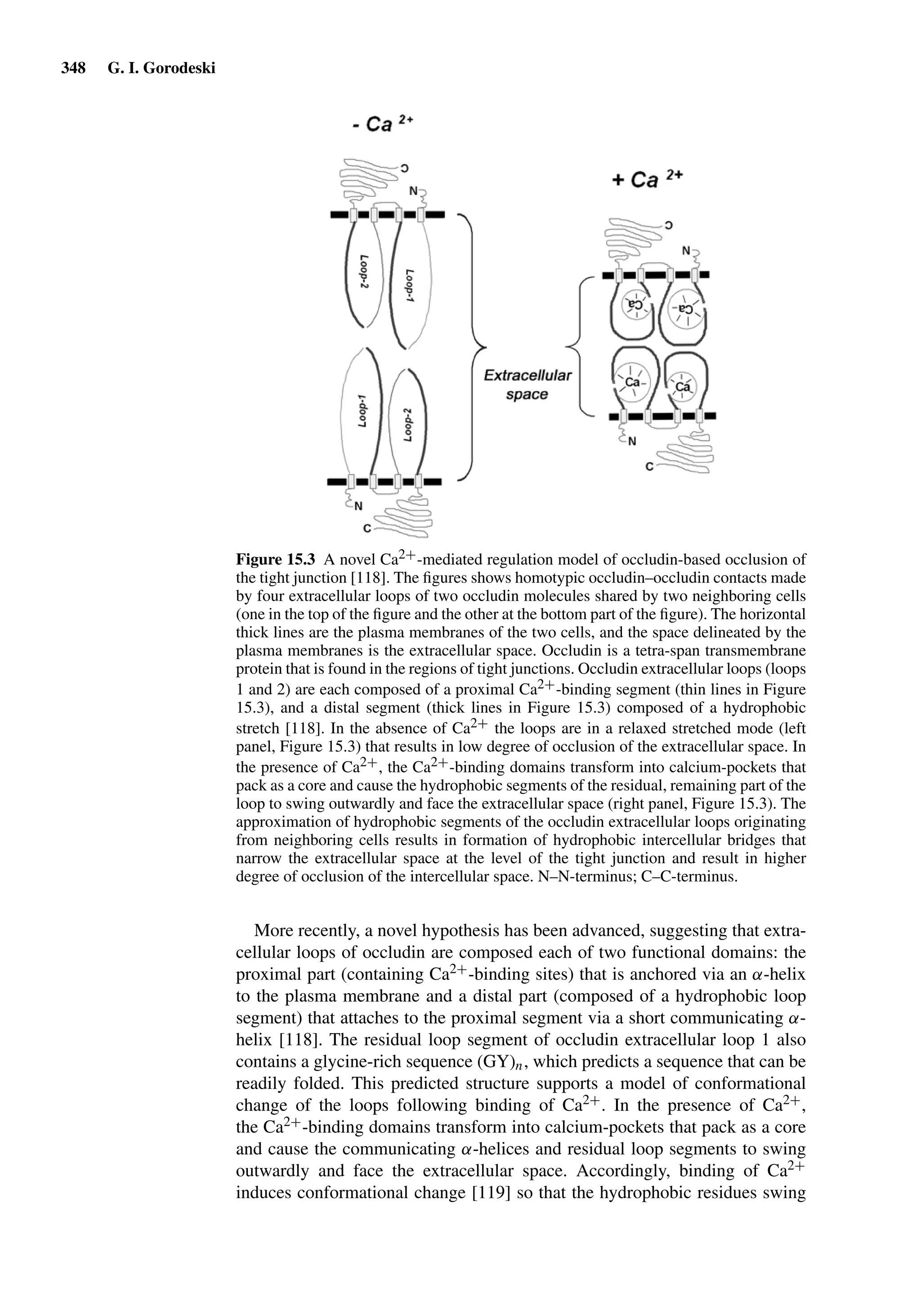 Drug Absorption Studies  2008