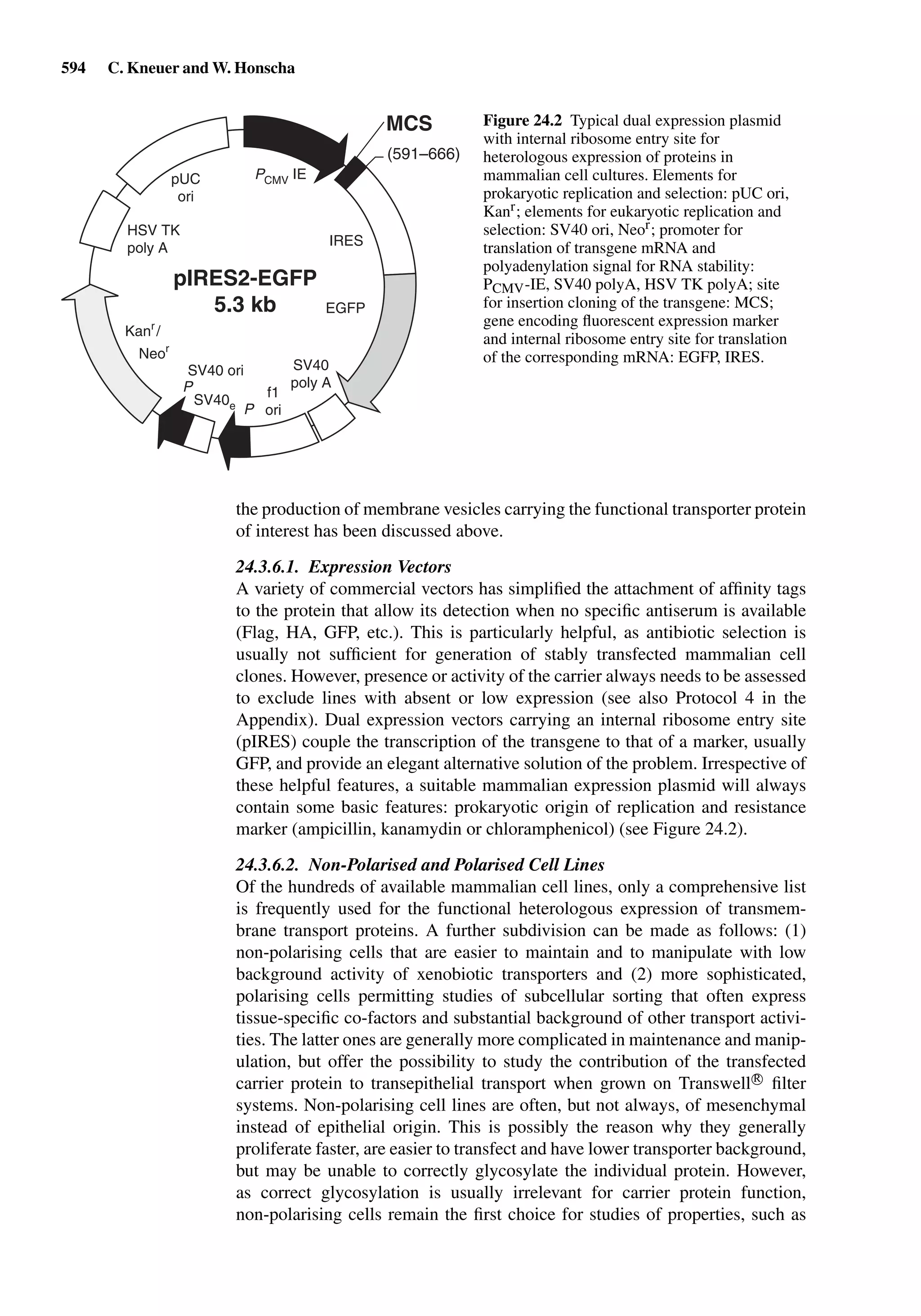 Drug Absorption Studies  2008