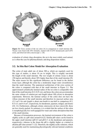 Chapter 3 Drug Absorption from the Colon In Situ 79
Figure 3.1 Cross section of the rat colon (A) in comparison to small intestine (B).
Tissues were ﬁxed with 10% formalin, stained with 0.125% hematoxylin and 0.25%
eosin, and observed with a microscope (× 20).
evaluation of colonic drug absorption, the rat is the most widely used animal,
as is often the case for pharmacokinetic and drug disposition studies.
3.2. In Situ Rat Colon Model for Absorption Evaluation
The colon of male adult rats of about 300 g, which are regularly used for
this type of studies, is about 10 cm in length. This is roughly one-tenth
the length of the small intestine. The wet weight of colonic tissue is about
150 mg/cm and thereby about 30% higher than that of the small intestine [9].
The main reason for this signiﬁcant difference can be found in the thicker
tissue layer, although the colon has a moderately larger outer circumference
than the small intestine. The anatomical architecture of the cross section of
the colon is compared with that of the small intestine in Figure 3.1. The
approximated cylindrically luminal radius of the rat colon is comparable with
that of the small intestine (0.2–0.25 cm), and hence the colon can accommodate
the same volume of solution per unit length (about 100 µl/cm) in absorption
experiments. However, the luminal surface of the colon does not have the
villous structure of the small intestine and therefore its mucosal surface area
(2.2 cm2) for unit length is about one-fourth to one-half in comparison (8.2,
8.5, 6.3, and 4.4 cm2, respectively, for duodenum, jejunum, midgut, and ileum)
[10, 11]. Furthermore, although colonic enterocytes do have microvilli, those
are less closely packed. In summary, it is evident that the surface of the colon
is morphologically less well equipped for water and solute absorption than that
of the small intestine.
Because of fermentation processes, the luminal environment of the colon is
slightly acidic at a pH value around 6.6 [2]. Similar pH values can be found in
the upper small intestine (pH 6.5 and pH 6.7, in the duodenum and jejunum,
respectively), whereas in the ileum the pH is slightly higher at a neutral to
alkaline pH value around 7.1 [2]. Therefore, the slightly acidic solutions, which
are generally used for maintaining physiologically relevant luminal conditions
 